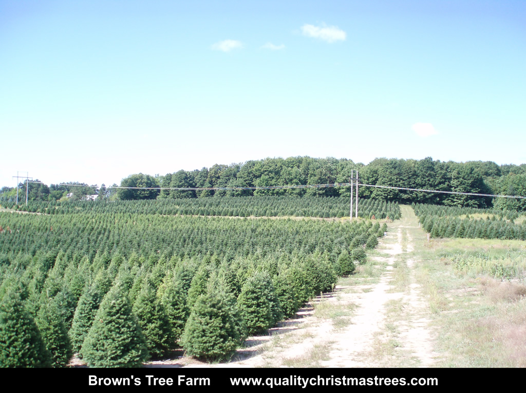Wholesale Christmas Trees