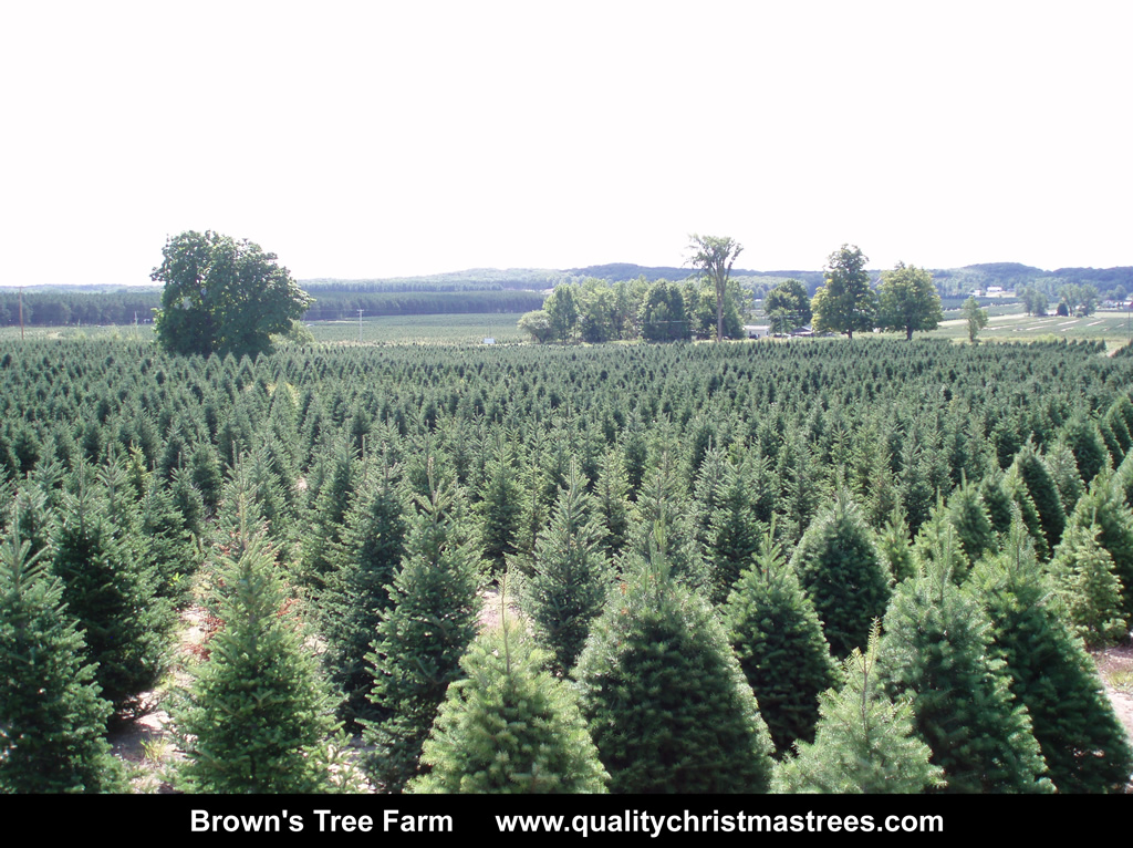 Wholesale Christmas Trees