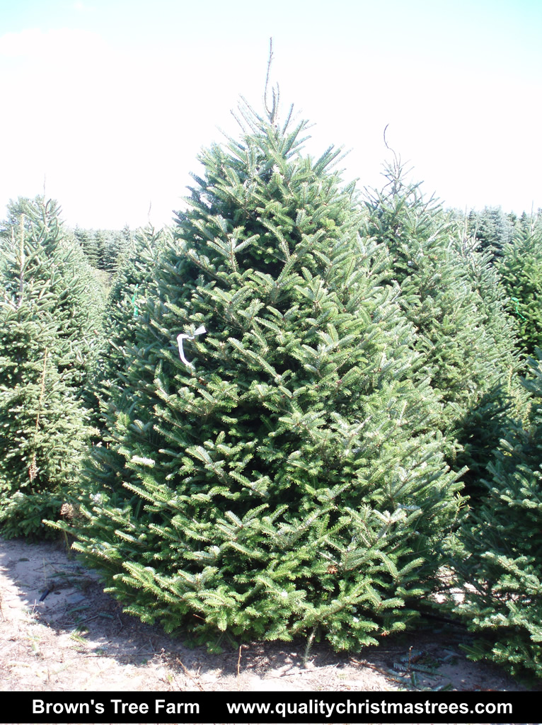 Wholesale Christmas Trees