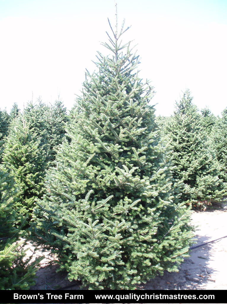 Wholesale Christmas Trees