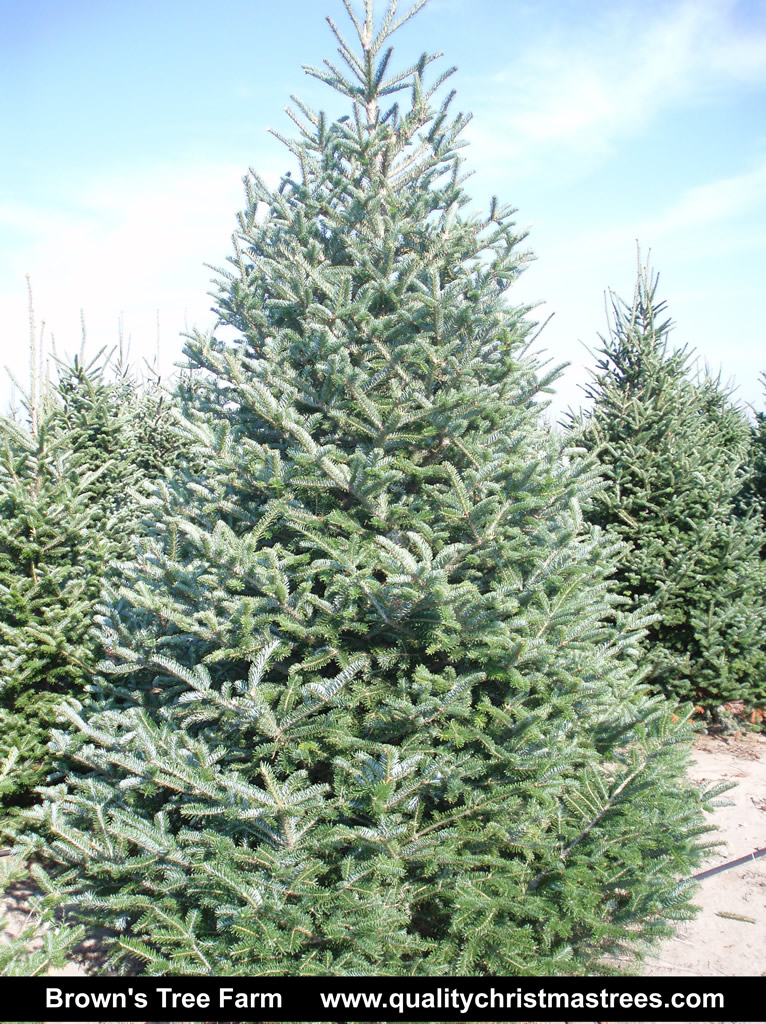 Wholesale Christmas Trees