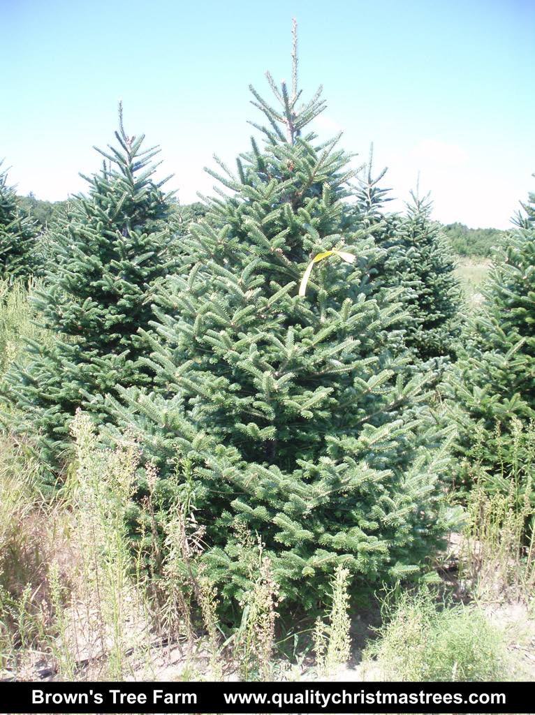 Wholesale Christmas Trees