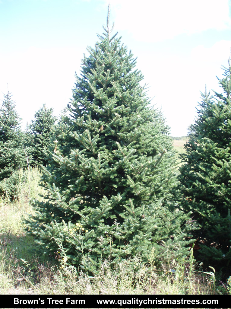 Wholesale Christmas Trees