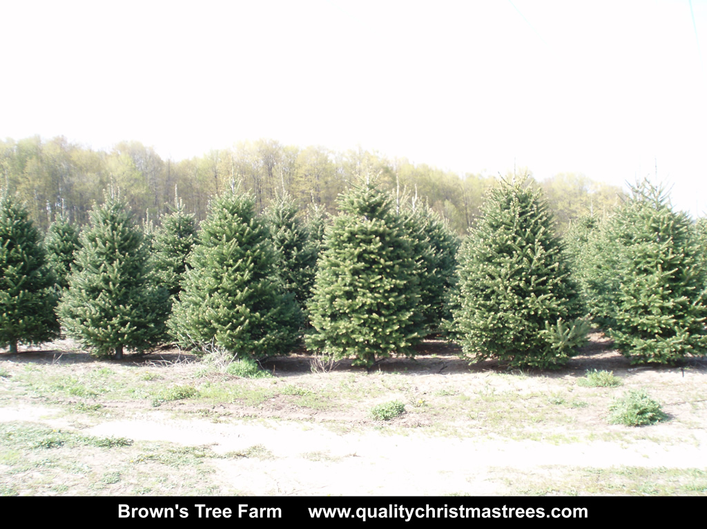 Wholesale Christmas Trees