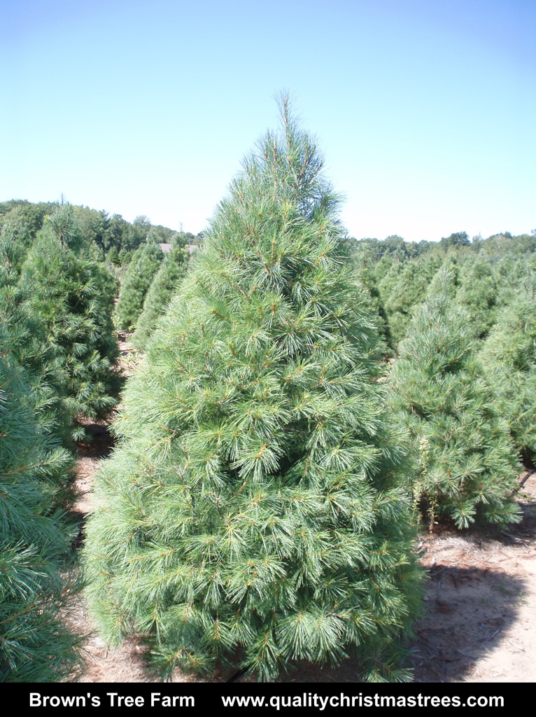 Wholesale Christmas Trees