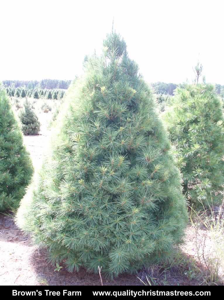 Wholesale Christmas Trees
