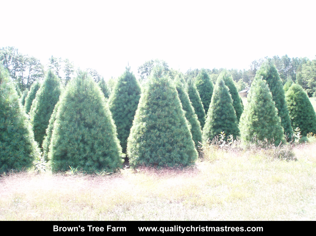 Wholesale Christmas Trees