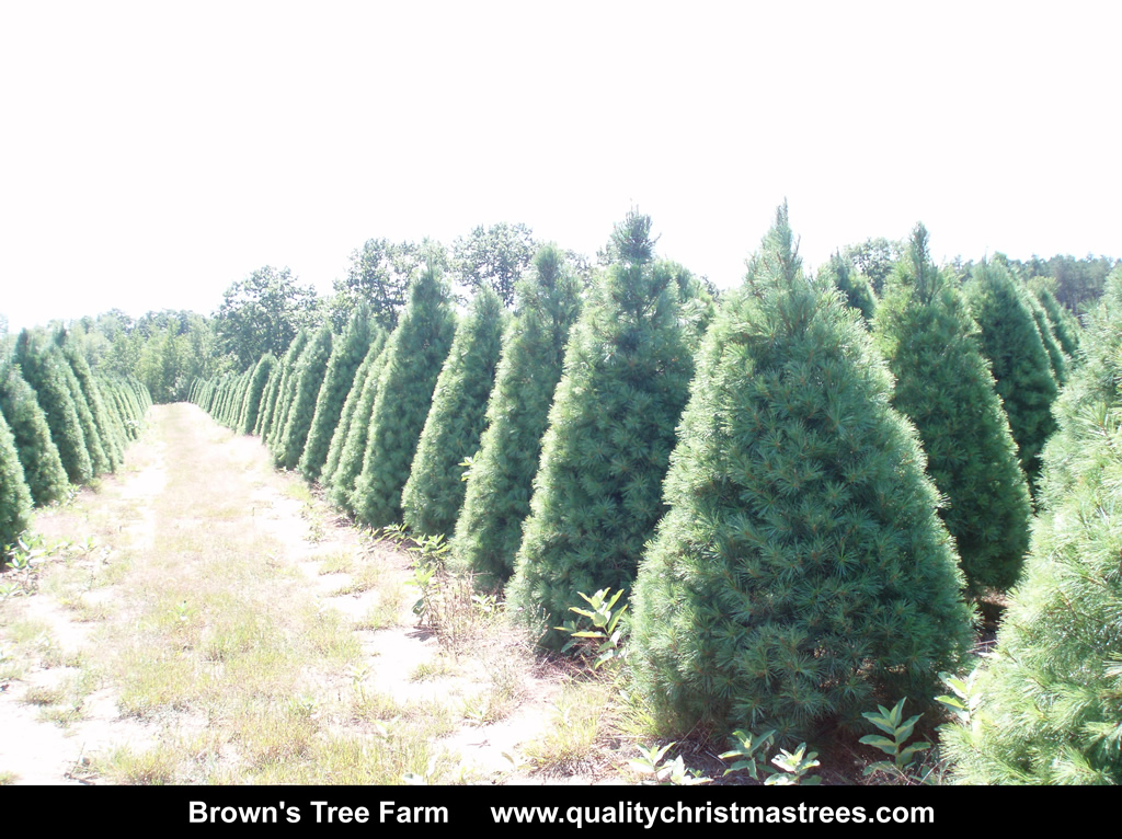 Wholesale Christmas Trees