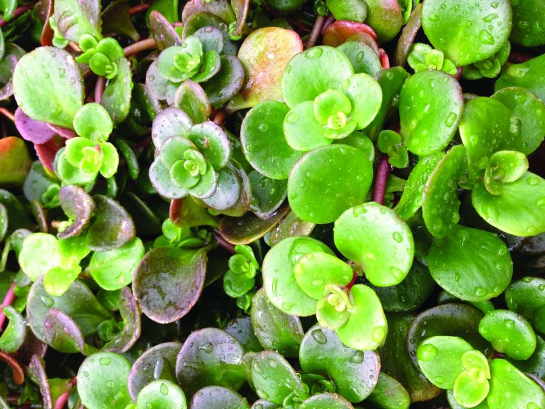Sedum tetractinum Coral Reef Quality Cuttings