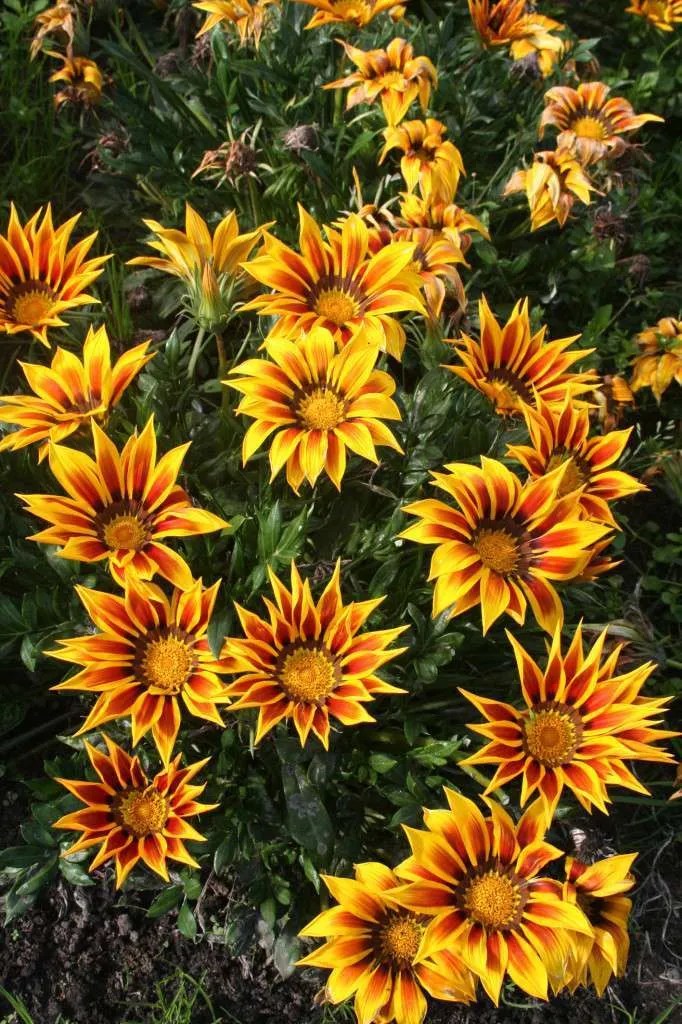 Gazania Cuttings