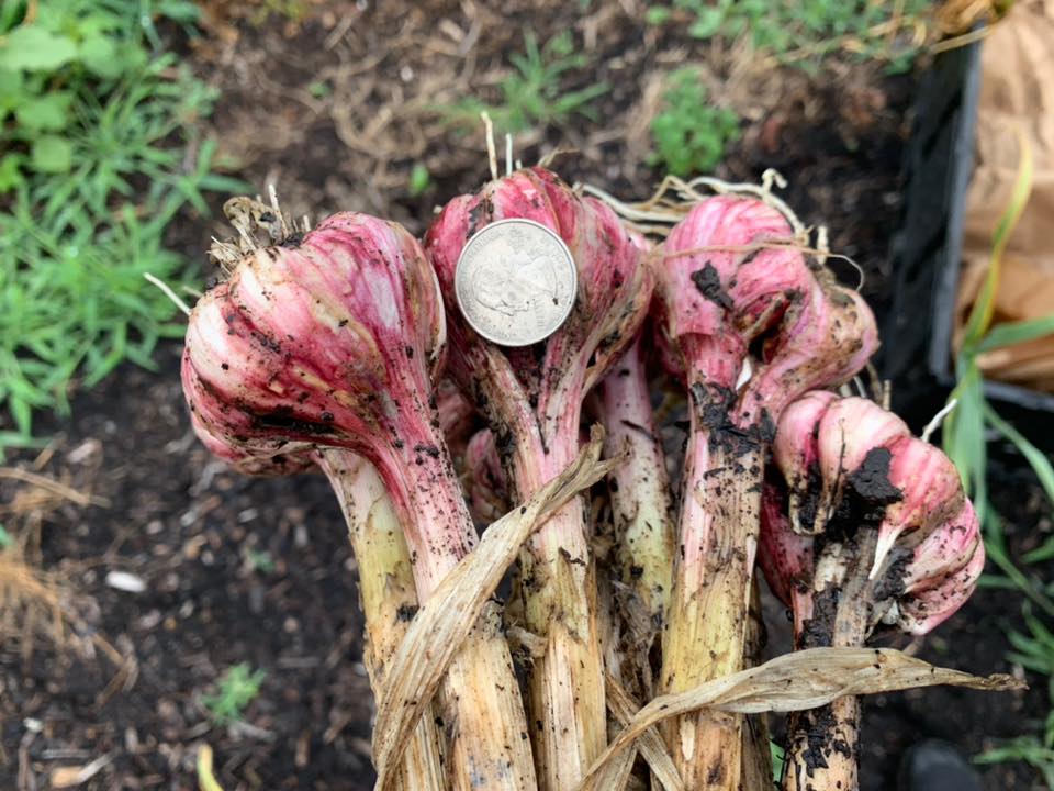 Garlic Growing Guide Quality Feed & Garden Company