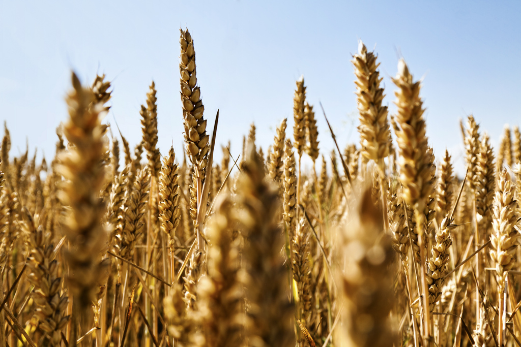 Wheat Farming in Canada Quality Fields Data Mining