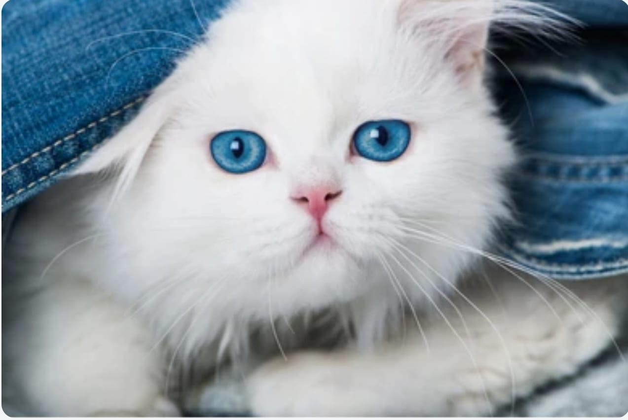 Persian Blue Eyes Cat Persian Cat Price Delhi QualityKitten.in