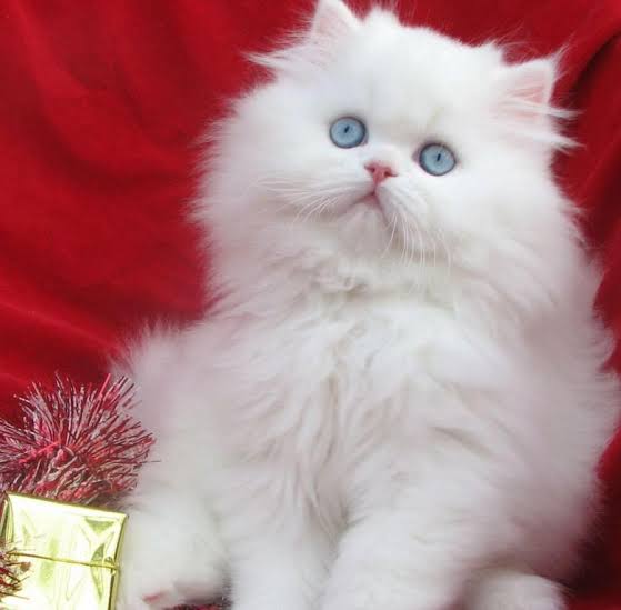 Persian Blue Eyes Cat Persian Cat Price Delhi QualityKitten.in