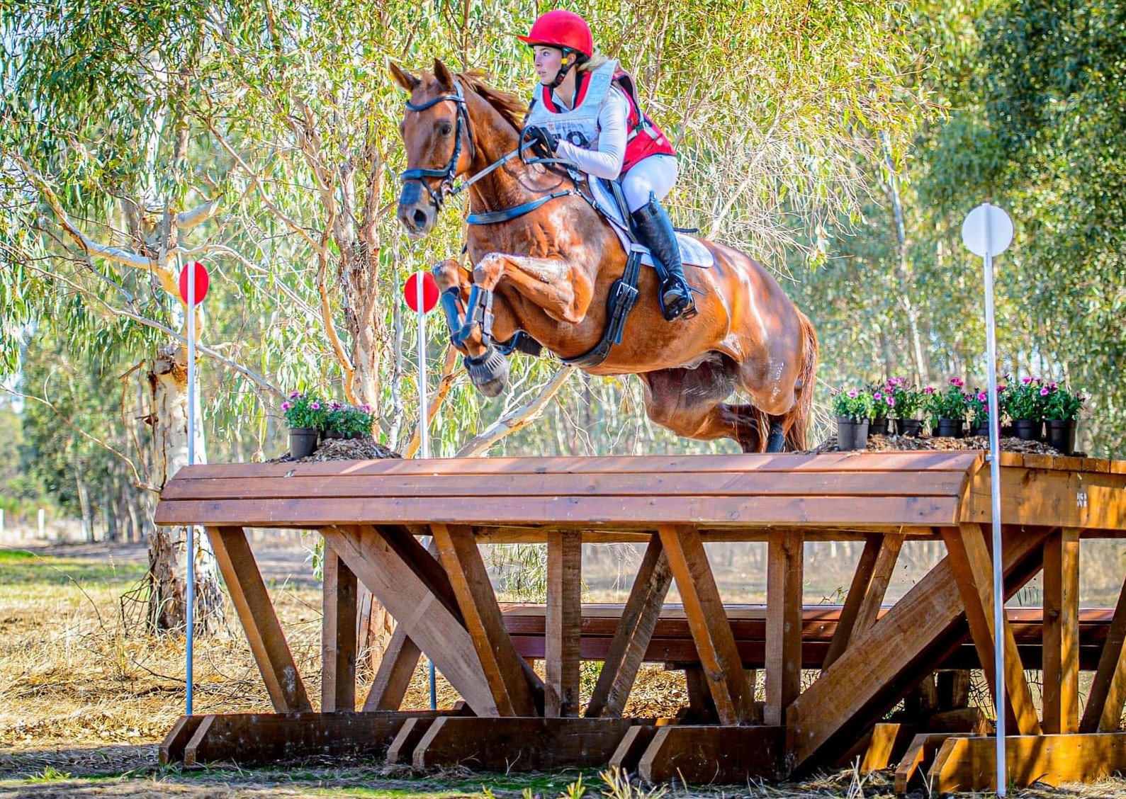 Eventing Horses for Sale Quality NZ Horses