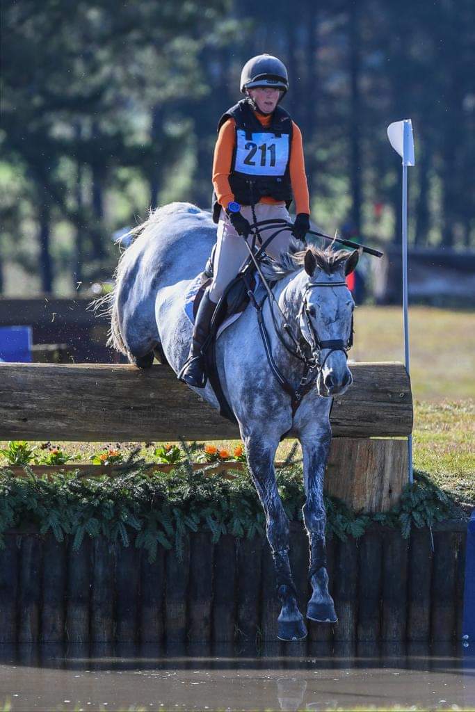 Eventing Horses for Sale Quality NZ Horses