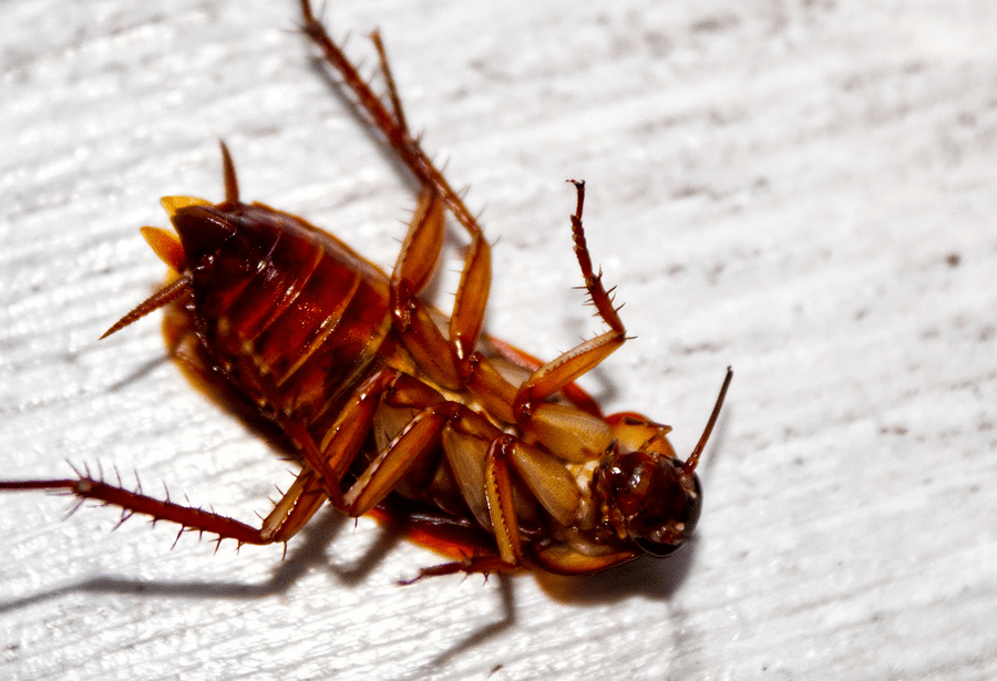 Top Ways to Get Rid of Cockroach Infestations in Your Home Quality