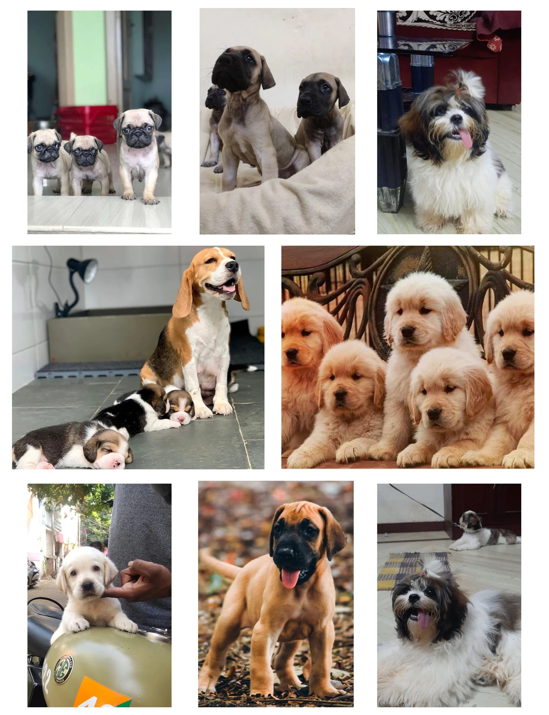 Pet Shop in Poonamallee, Chennai 87546 15589