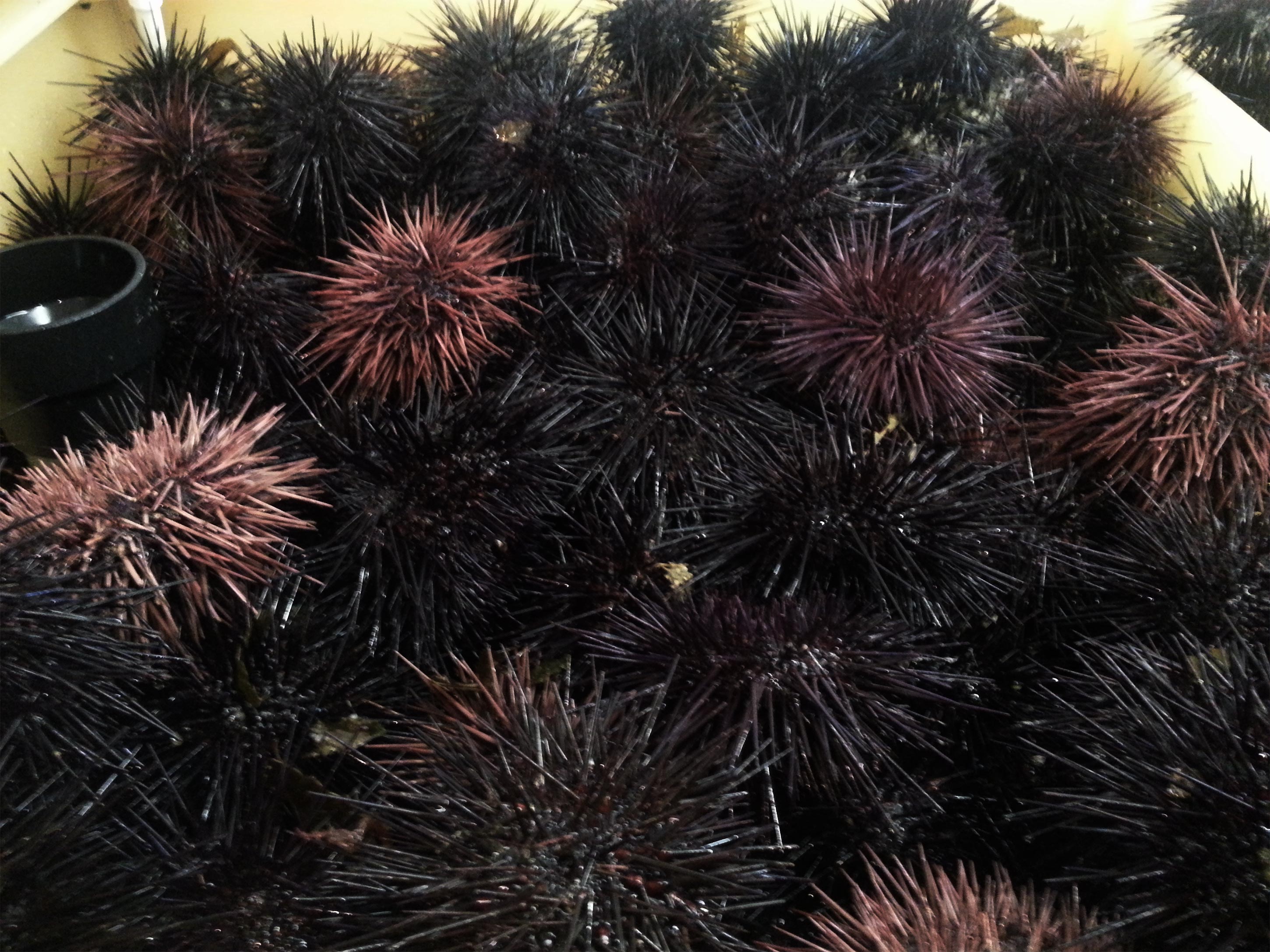 Sea Urchin (Uni) Quality Seafood, Inc