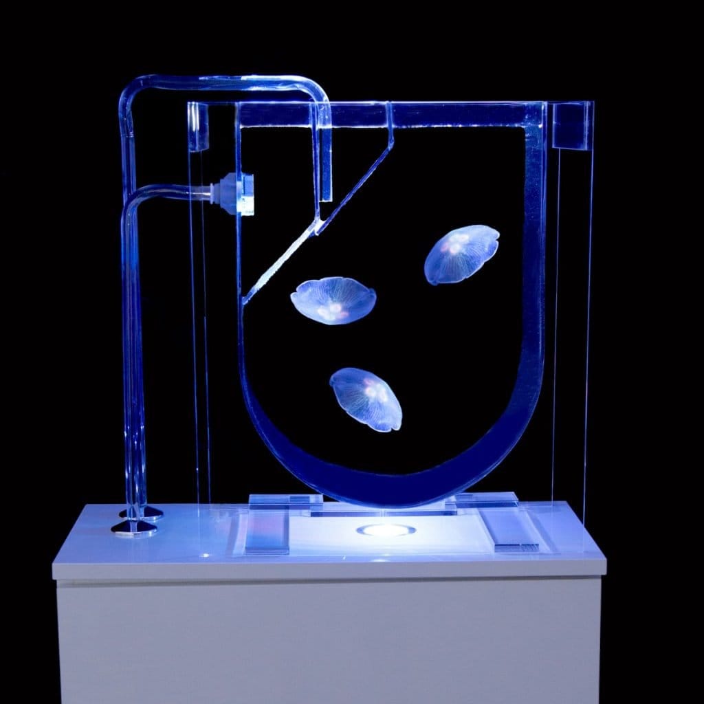 Jellyfish Aquarium kaufen Medusa Dektop Quallenaquarium QuallenWelt