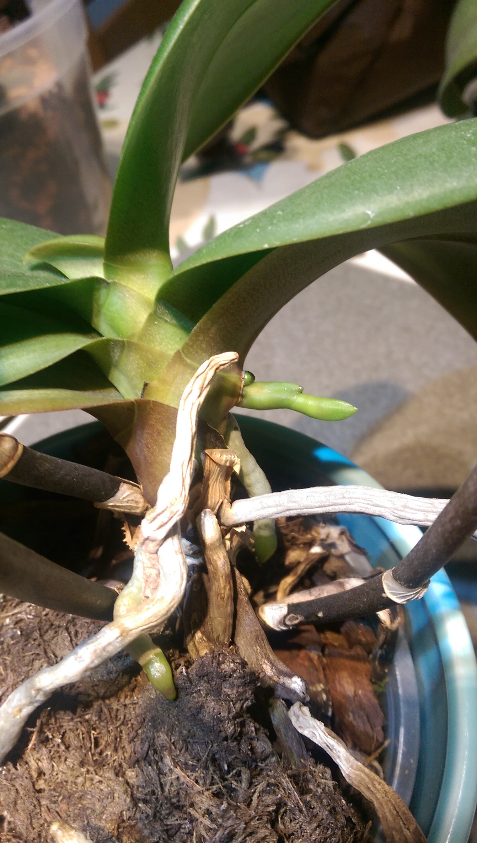 Lots of orchid flower shoots • quanglewangle