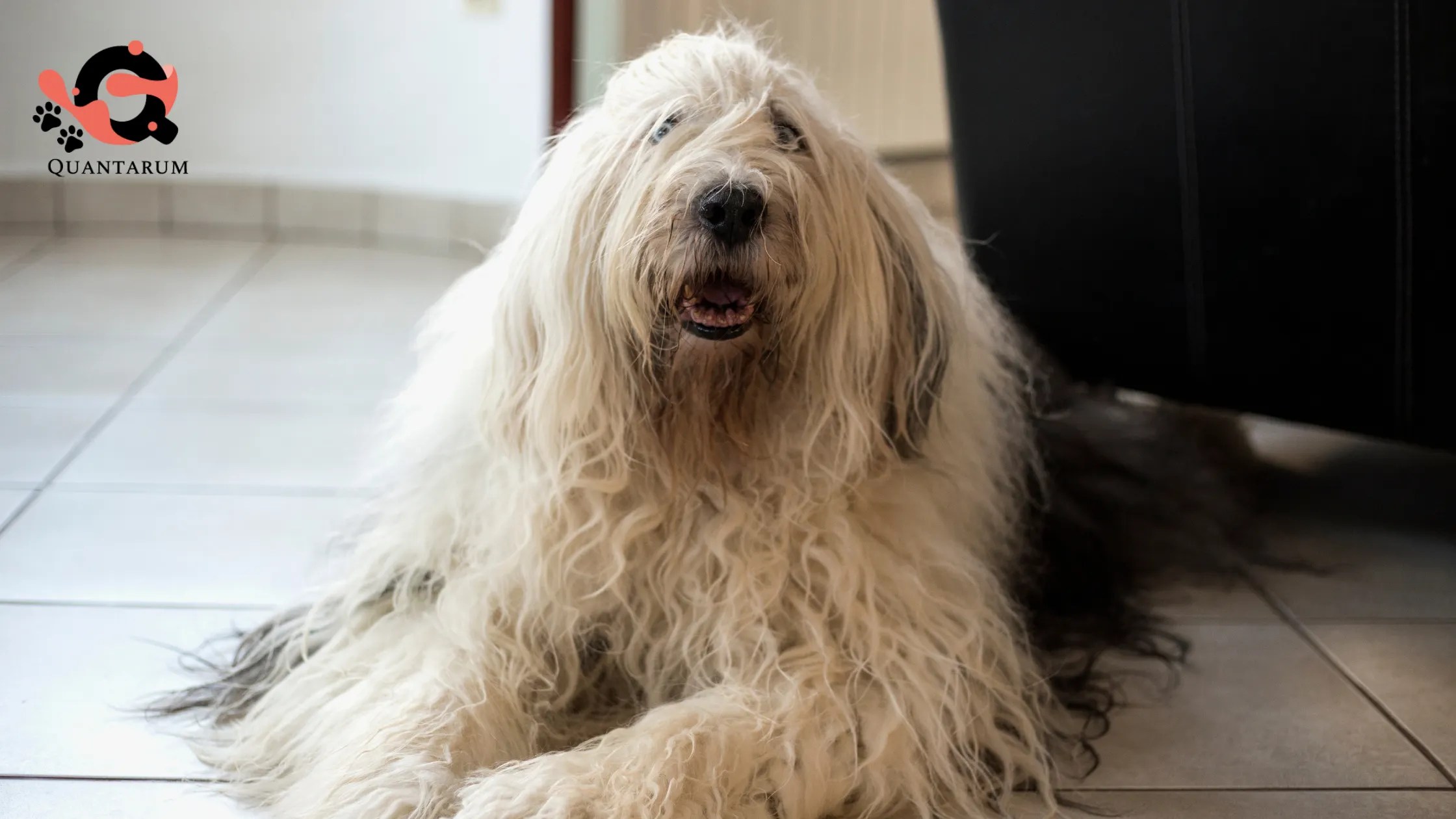 This is why Old English Sheepdogs ARE suitable for apartments