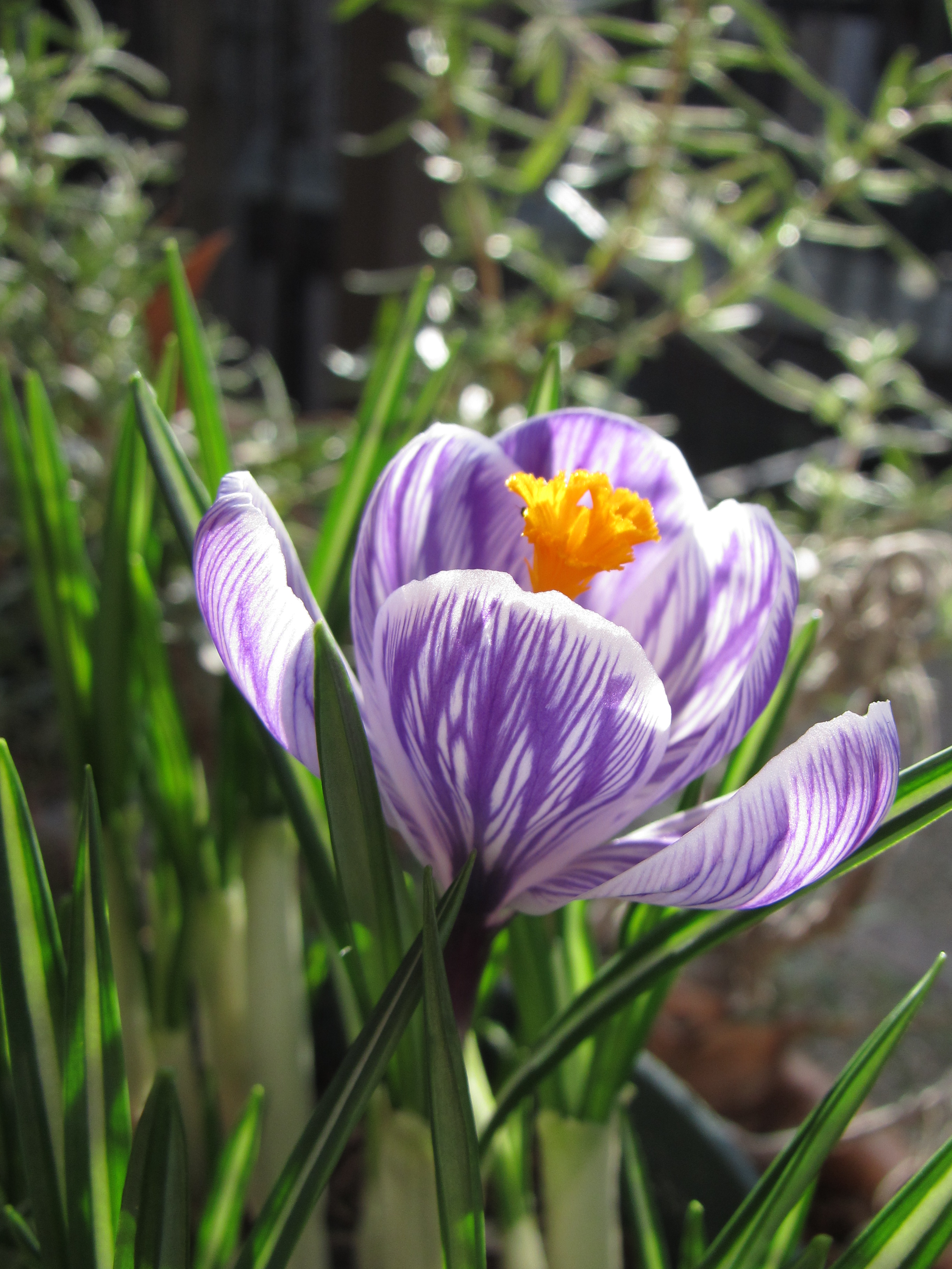 Gardening Quarterly Speed Bump Magazine