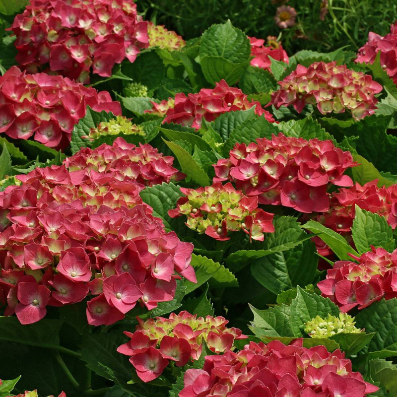 Red Hydrangea