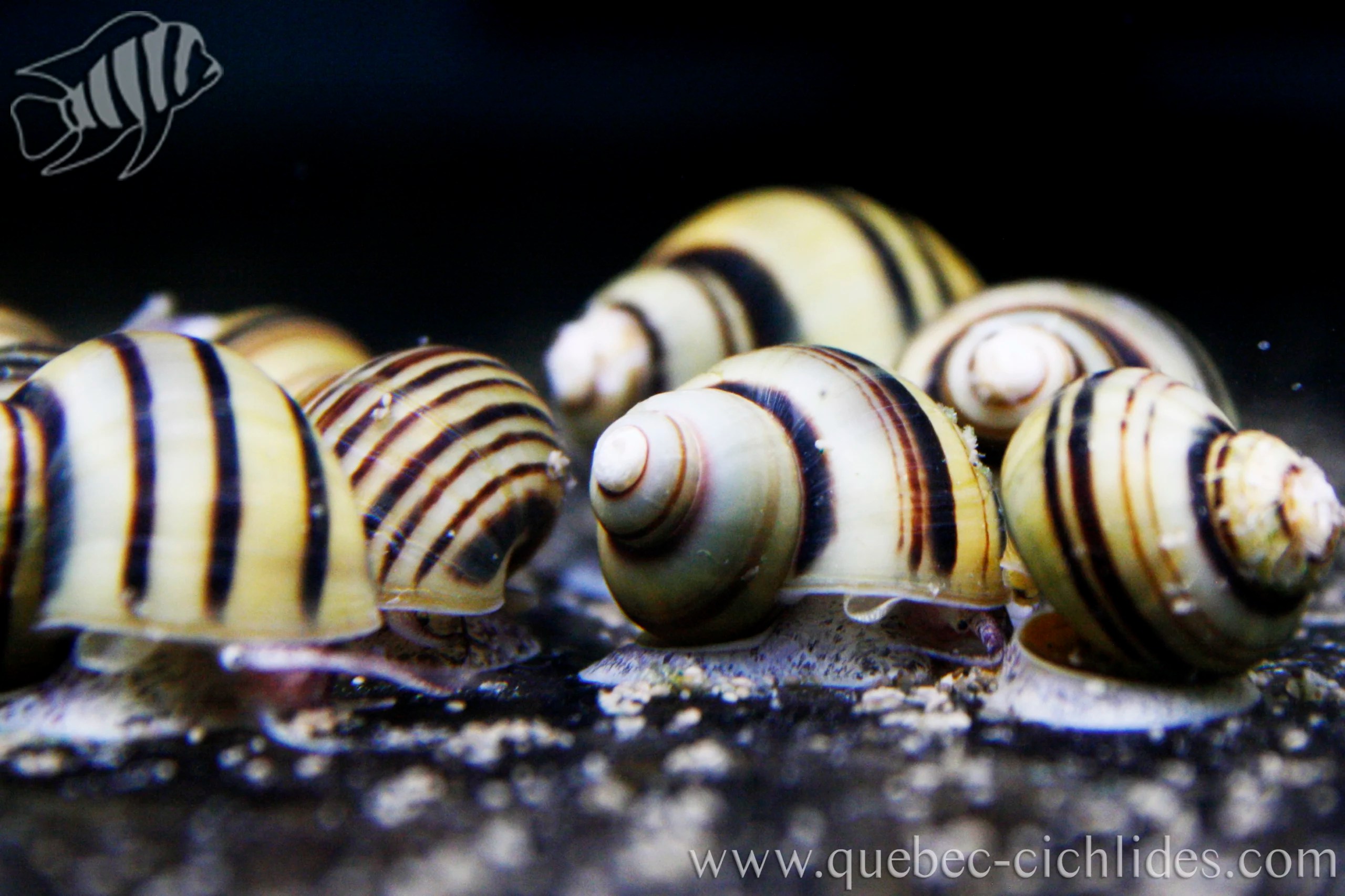 Spixi Snail Medium Québec Cichlidés