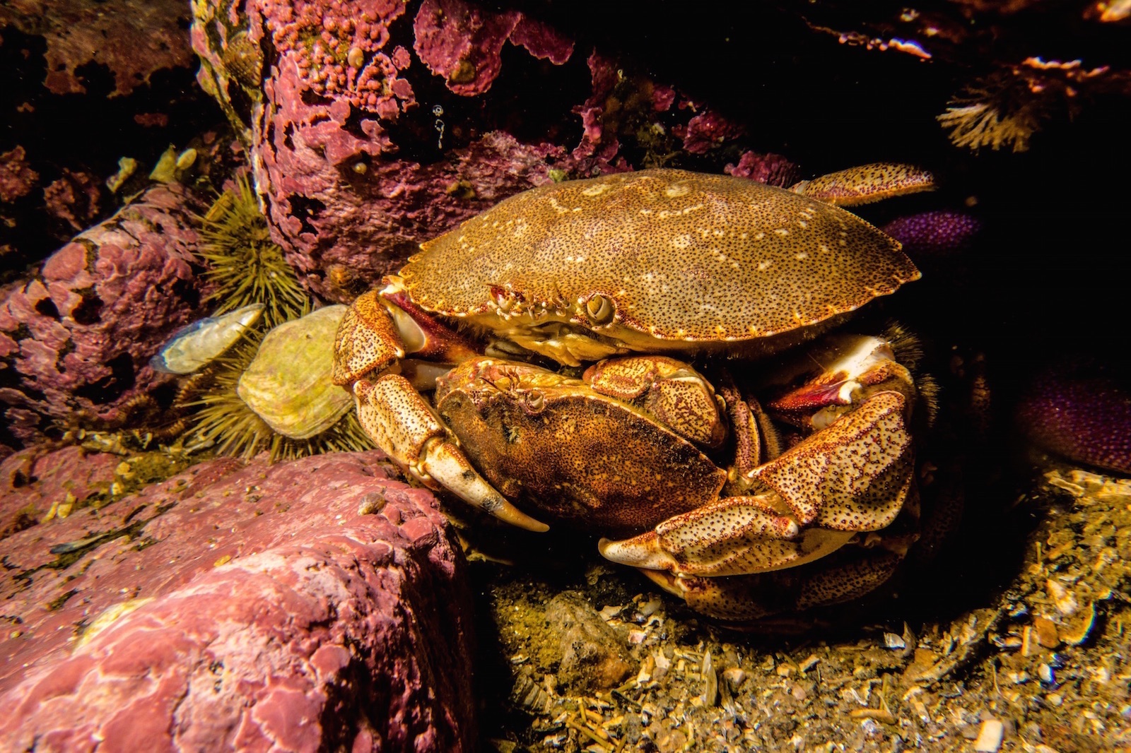 Le Crabe commun du fleuve Saint Laurent