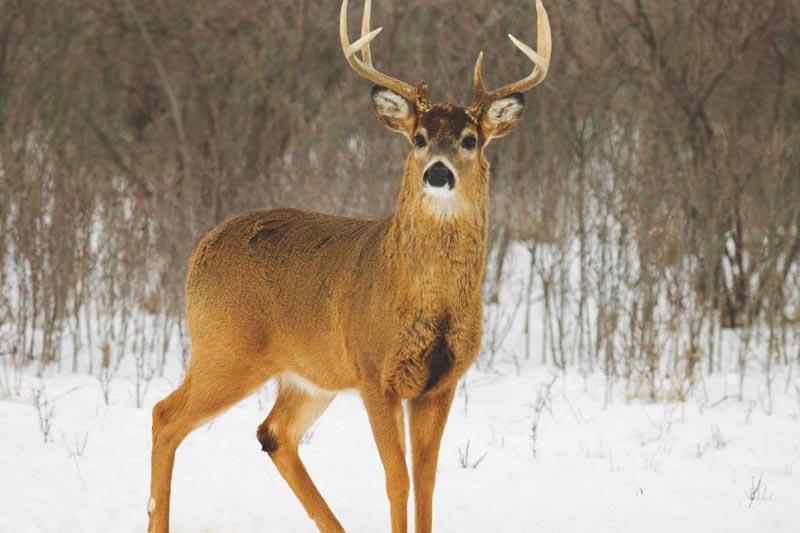 DATOS DE LOS ANIMALITOOOS LO FIJO FIJO PARA HOY SABADO EN LA TARDE