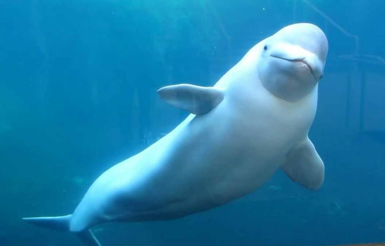 ¿Qué comen las belugas?