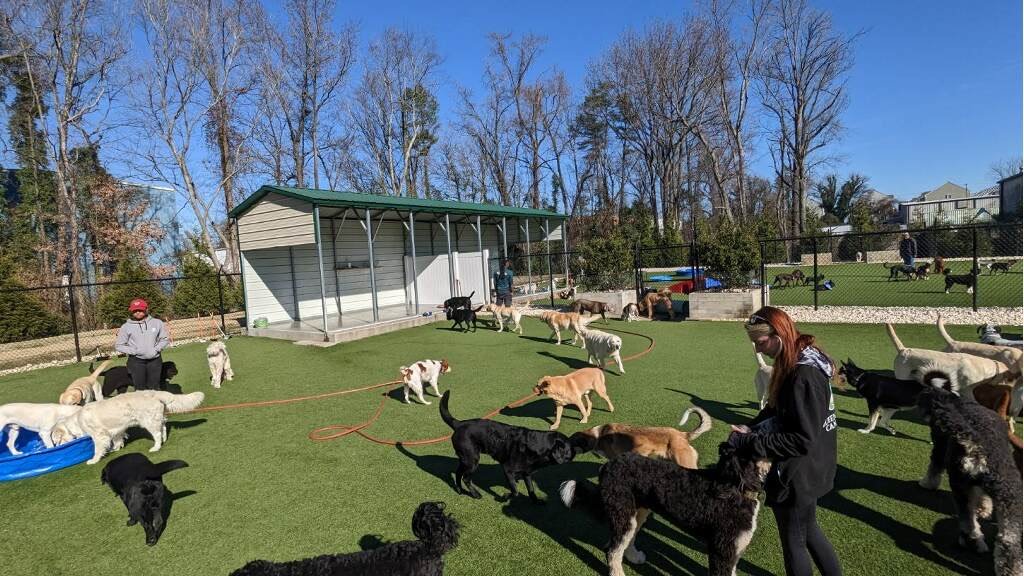 Daycare Queen City Canine