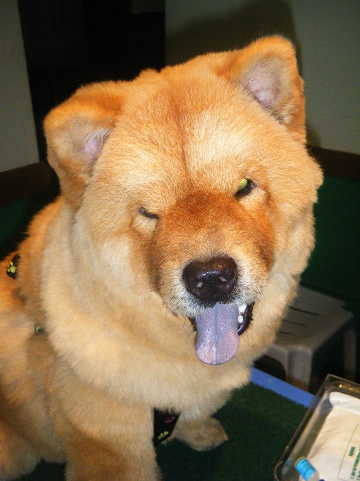 4 Trusted Veterinary Clinics/Hospitals in Cebu Cebu Philippines