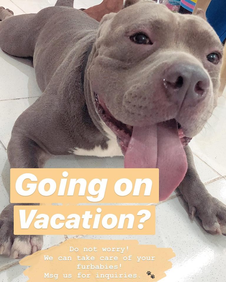 Dog Boarding Hotels in Cebu Cebu Philippines Ultimate Travel & Food Guide