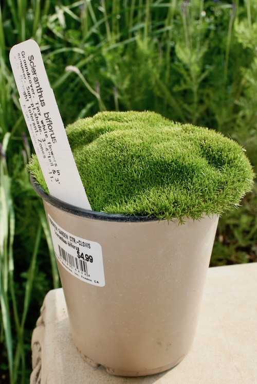 Australian Astroturf… Queen of the Dirt