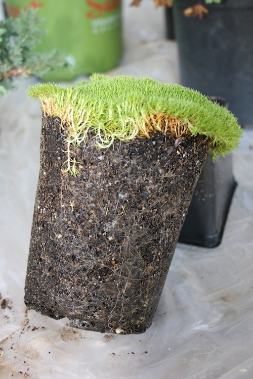 Australian Astroturf… Queen of the Dirt