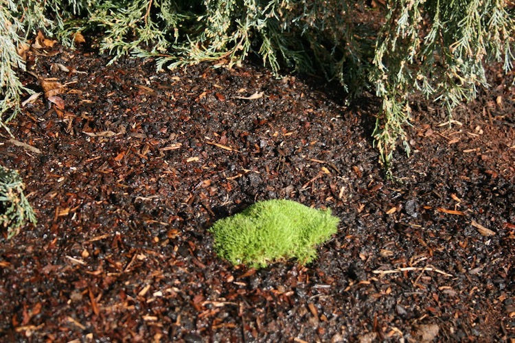 Australian Astroturf… Queen of the Dirt