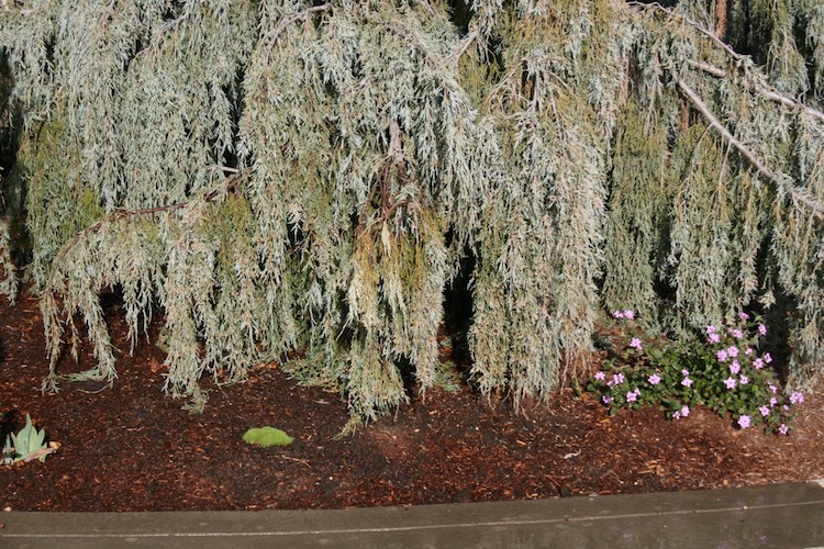 Australian Astroturf… Queen of the Dirt