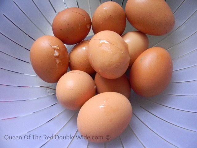 Golden Buff Chickens Queen Of The Red Double Wide