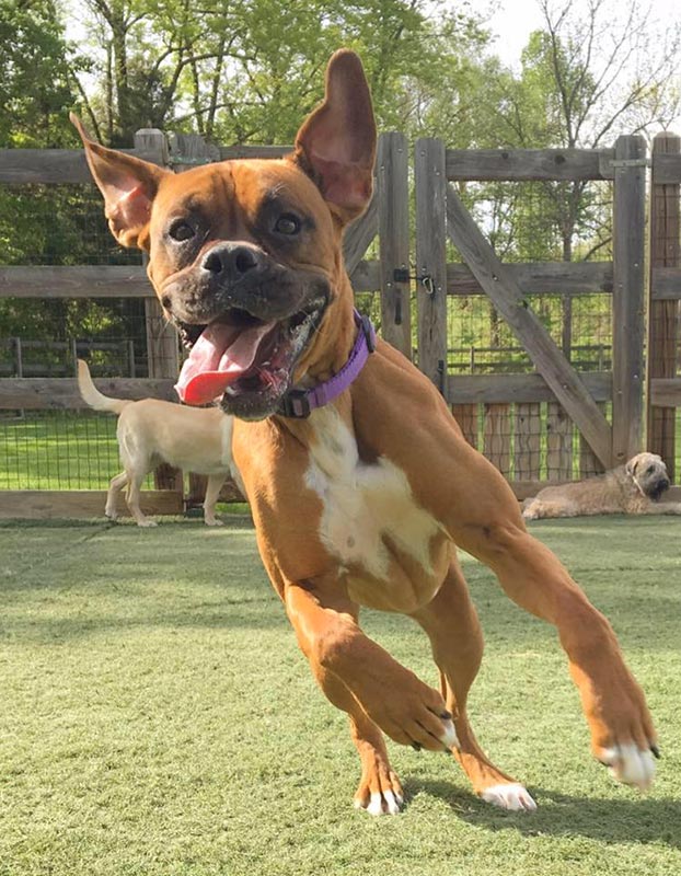 Pet Boarding in Zionsville, PA Queen of the Valley Farm A Pet Resort