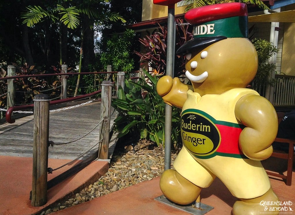 All about Ginger at the Ginger Factory