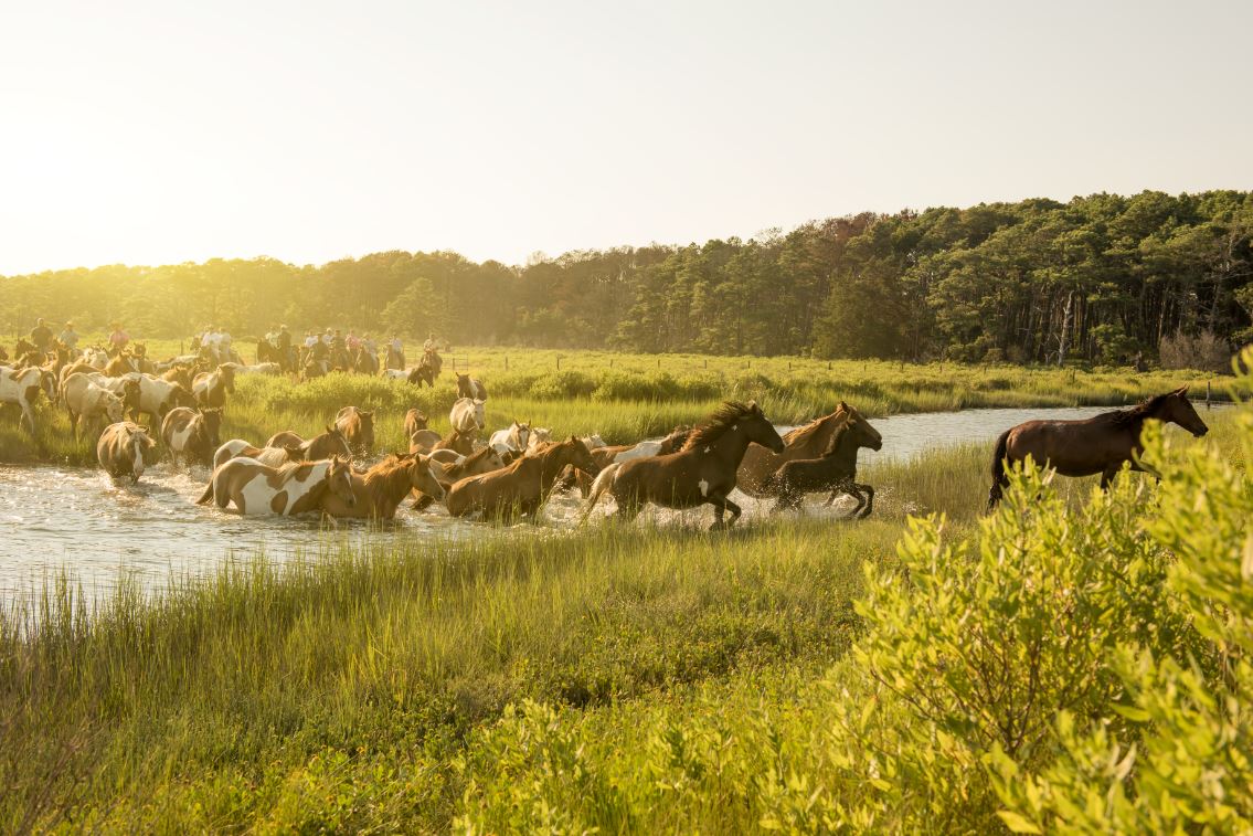 Visiting Chincoteague Island Queen's Landing