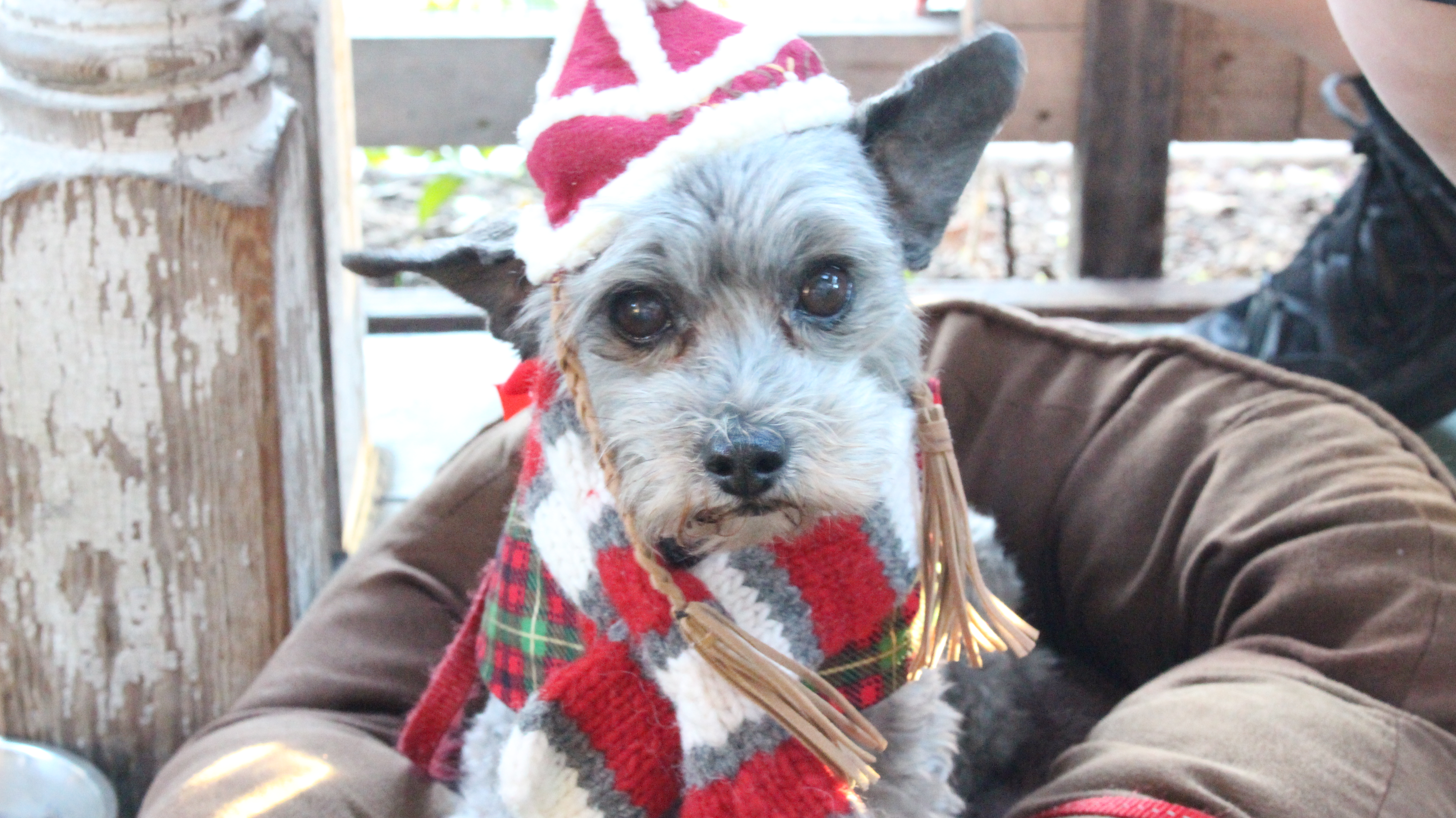 dog friendly Queenstown Public House