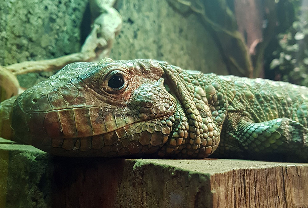 Où voir des animaux à Paris Que Faire à Paris