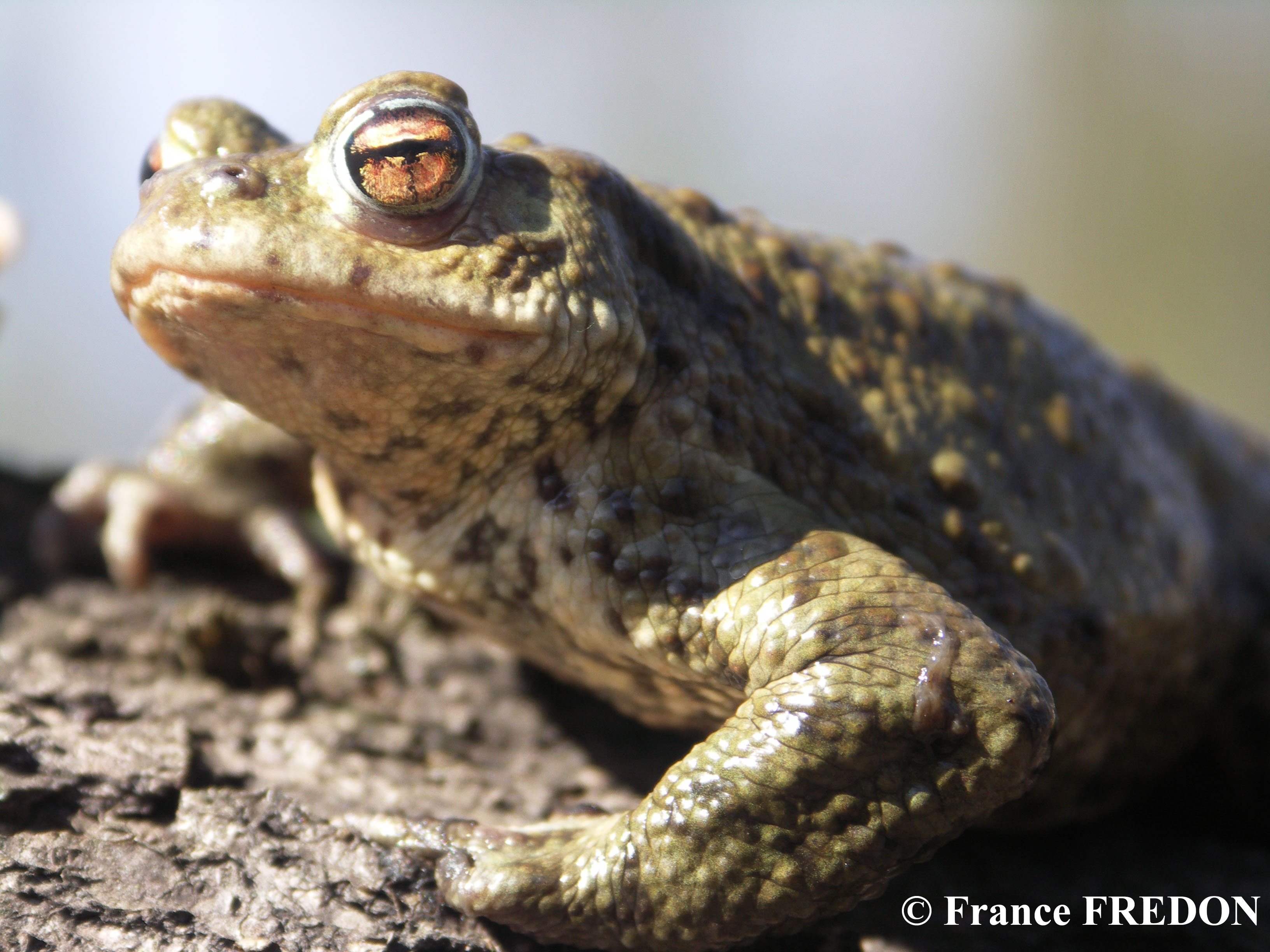 Grenouilles ou crapauds ? Que Faire à Paris