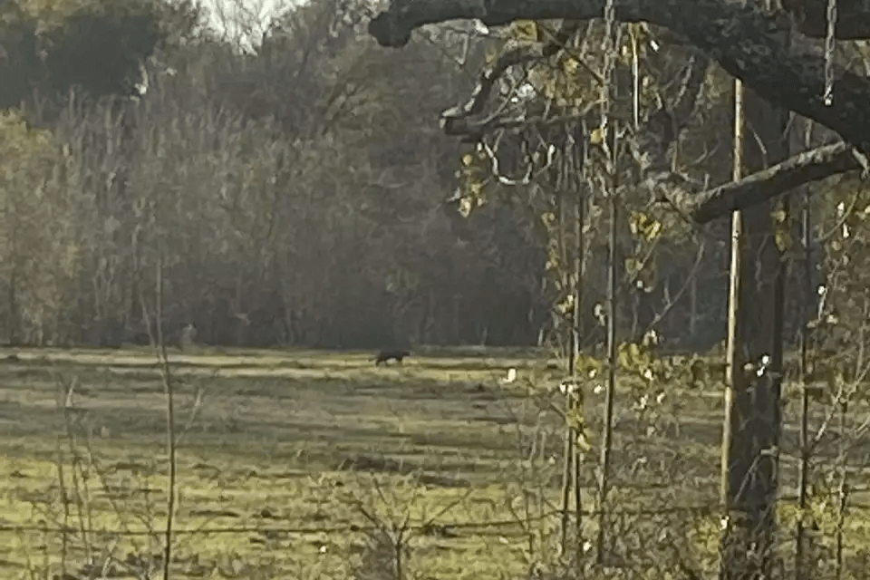 Texas Resident Claims Sighting of Black Panther Near Home, Sparks