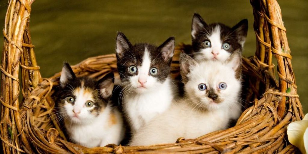 PetSmart Grooming Prices 2023 (Dogs, Cats, Puppies + More)