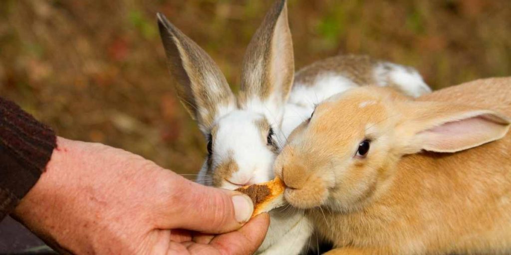 Does PetSmart Sell Bunnies In 2023? (Try This Instead...)