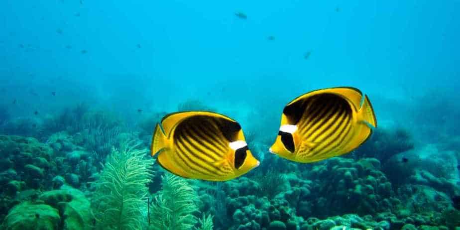 PetSmart Fish Return Policy 2022 (Dead, Sick, Unwanted Fish)